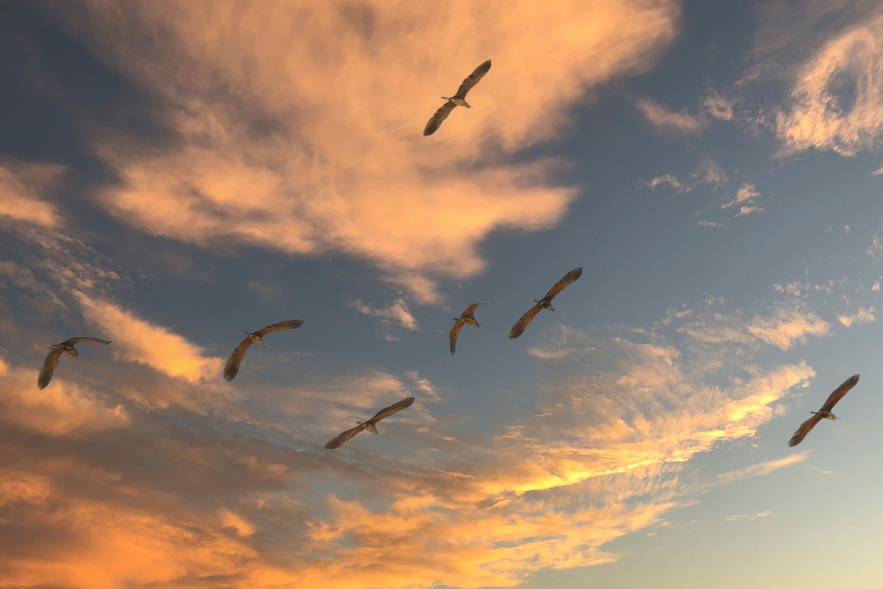 découvrez les phénomènes fascinants de la migration des espèces, un processus vital qui façonne les écosystèmes et influence la biodiversité. apprenez comment les espèces s'adaptent aux changements environnementaux et les défis qu'elles doivent relever lors de leurs voyages. explorez les raisons derrière ces migrations et leur impact sur la planète.