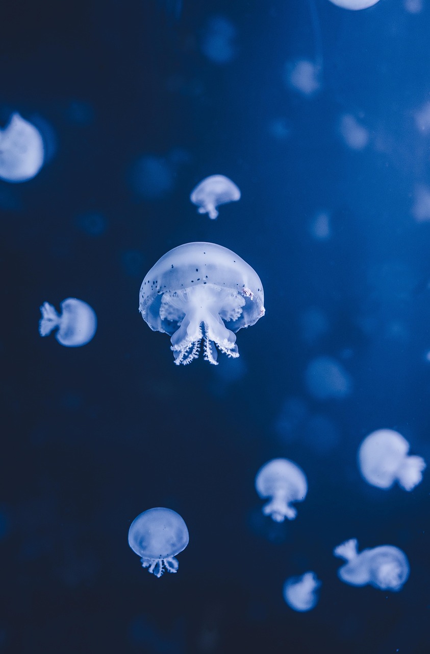 découvrez atlantic current, une entreprise innovante spécialisée dans les solutions énergétiques durables pour un futur plus vert et responsable.