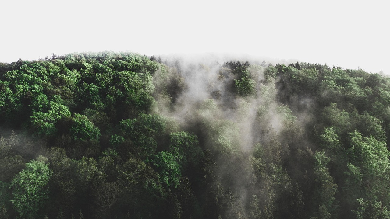 découvrez l'importance de l'environnement et les enjeux écologiques actuels. apprenez comment protéger notre planète à travers des actions concrètes et des initiatives durables.