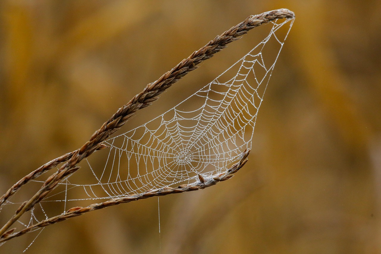 découvrez l'importance des écosystèmes fragiles et leur rôle crucial dans la biodiversité. notre article explore les menaces qui pèsent sur ces environnements délicats et les mesures à prendre pour leur préservation.
