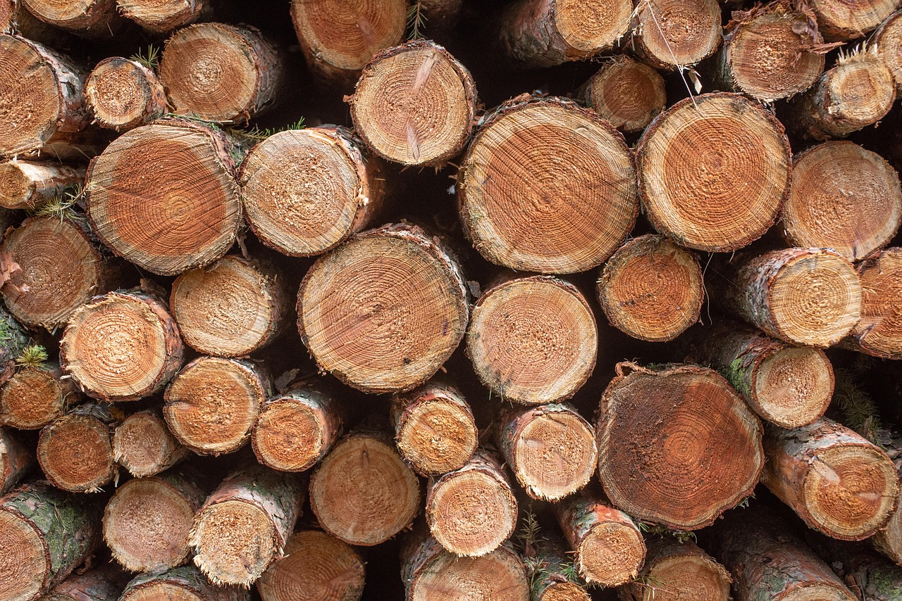 découvrez les causes et conséquences de la déforestation, un enjeu environnemental majeur qui impacte la biodiversité, le climat et nos ressources naturelles. explorez des solutions durables pour préserver nos forêts et promouvoir un avenir écoresponsable.