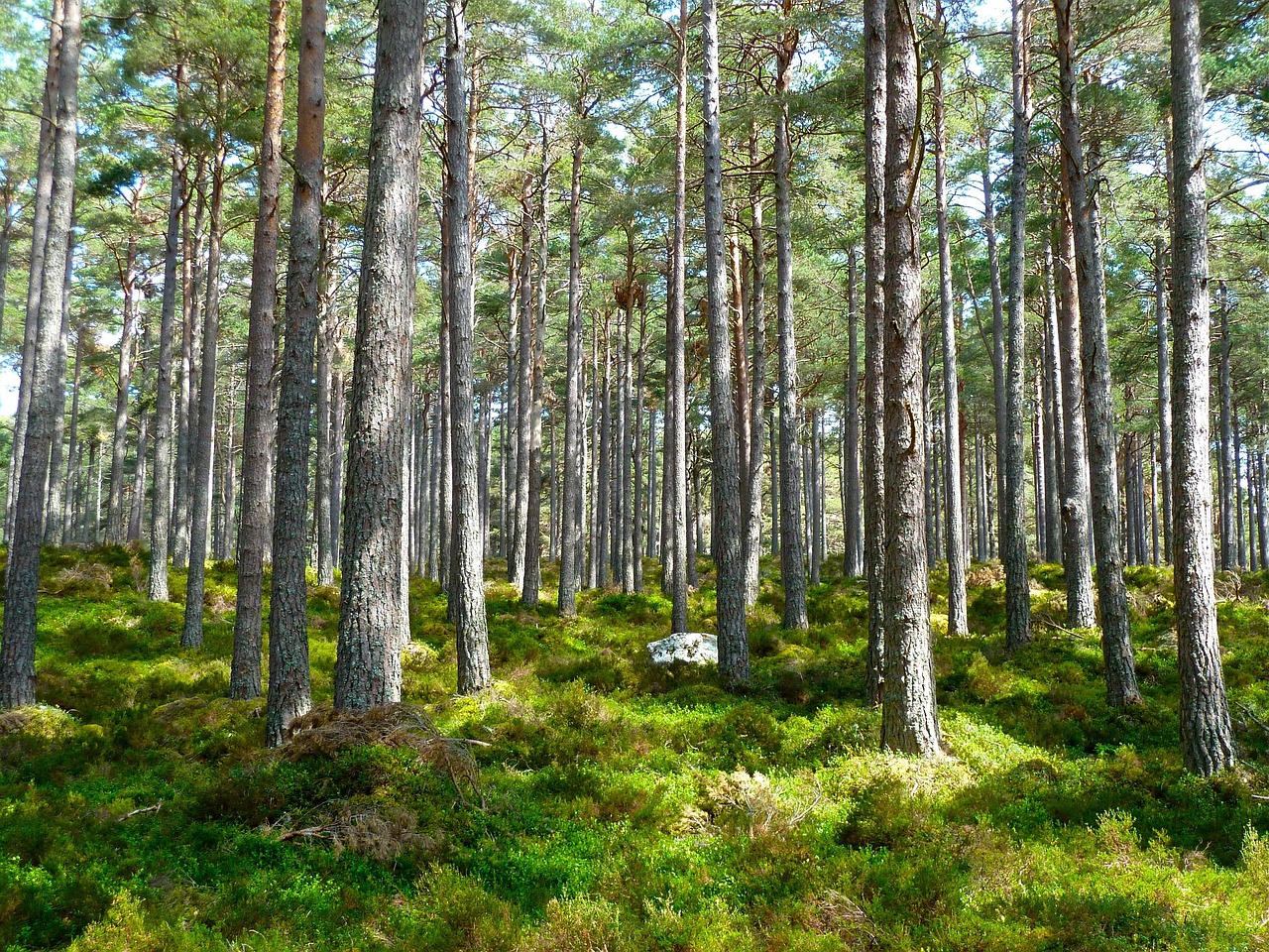 découvrez les enjeux et solutions pour préserver l'environnement et promouvoir un développement durable.