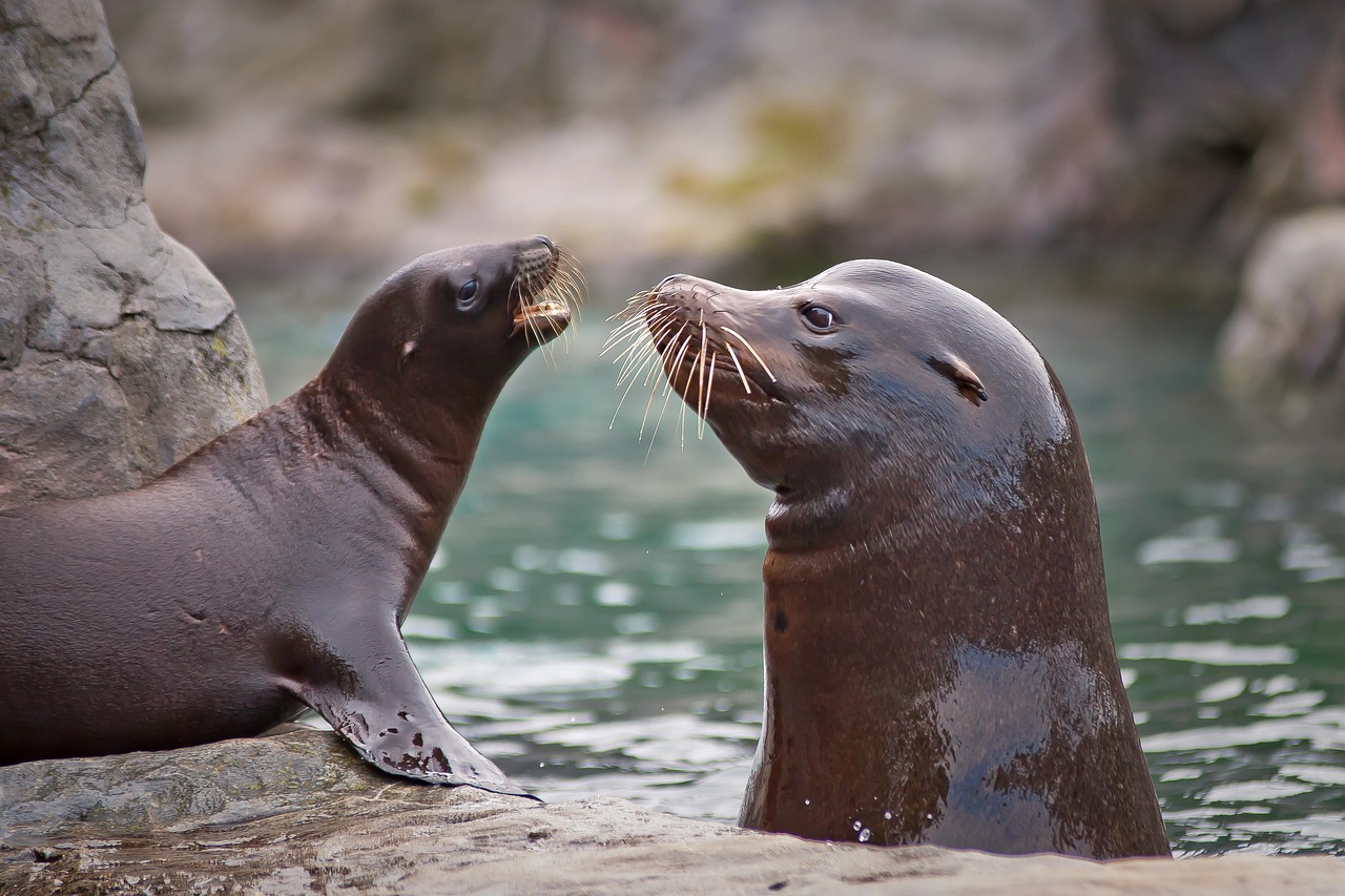 découvrez l'écologie marine, une science essentielle qui étudie les écosystèmes marins, leur biodiversité et les interactions entre les organismes marins et leur environnement. explorez les enjeux de conservation et les solutions durables pour protéger nos océans.