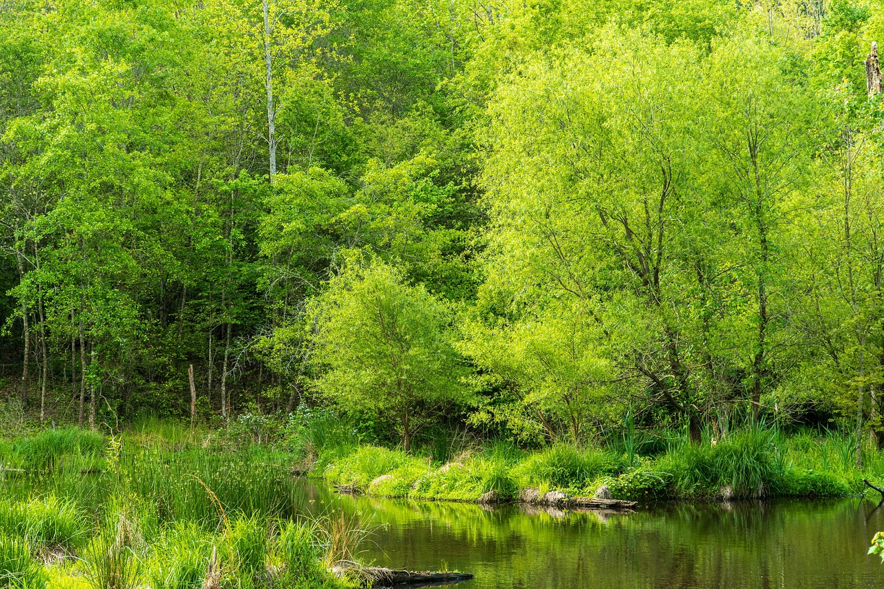 découvrez des conseils pratiques et des solutions efficaces pour la conservation de l'eau, afin de préserver cette ressource précieuse et protéger l'environnement.