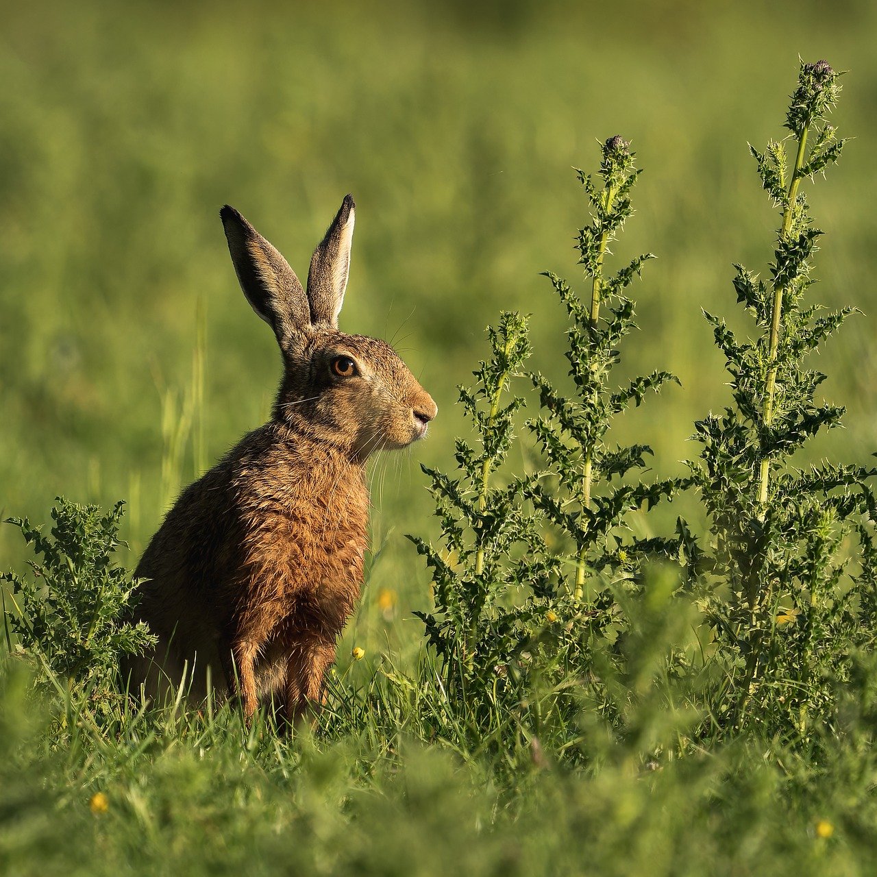 découvrez l'importance de la biodiversité et son rôle essentiel dans l'équilibre des écosystèmes. explorez comment la diversité des espèces influence notre vie quotidienne et pourquoi il est crucial de la protéger pour l'avenir de notre planète.