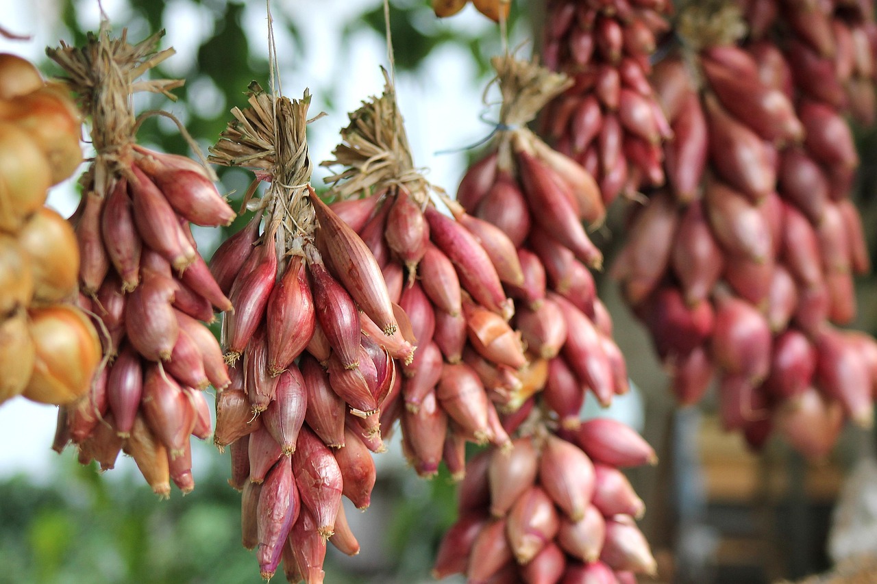 découvrez comment créer un jardin bio sur votre balcon et cultivez vos propres légumes et herbes aromatiques de manière naturelle et écologique.