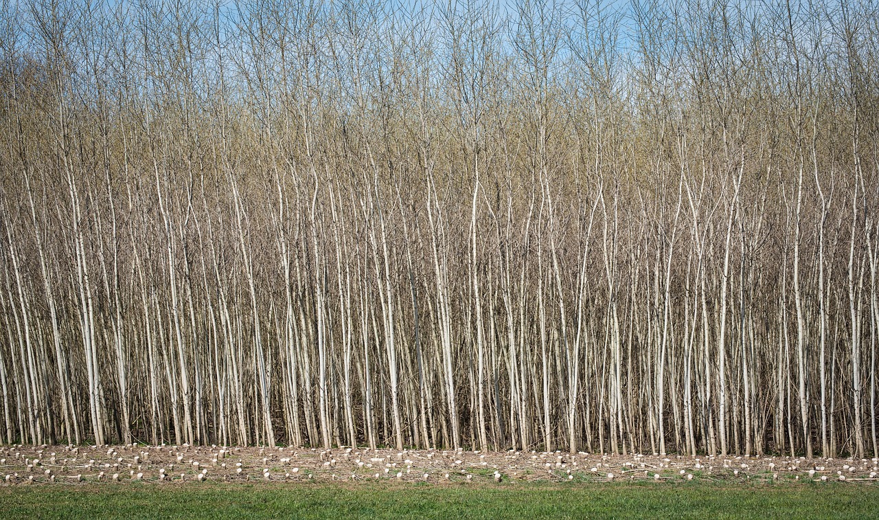 découvrez l'énergie de la biomasse, une source renouvelable et durable qui transforme les déchets organiques en électricité et en chaleur. apprenez comment cette solution écologique contribue à la réduction des émissions de gaz à effet de serre et favorise une économie circulaire.