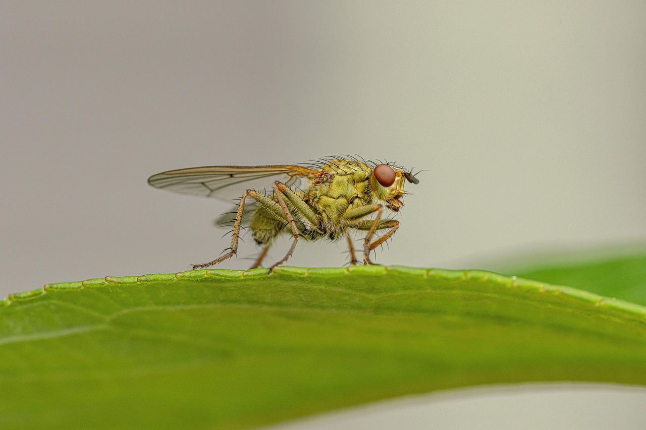 découvrez l'importance de la biodiversité, son rôle essentiel dans l'équilibre des écosystèmes et les actions pour la protéger.