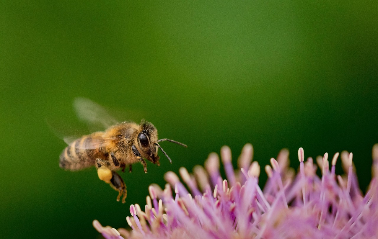 découvrez tout ce qu'il faut savoir sur la biodiversité : son importance, ses menaces actuelles et les actions pour la préserver afin de protéger notre environnement et les générations futures.
