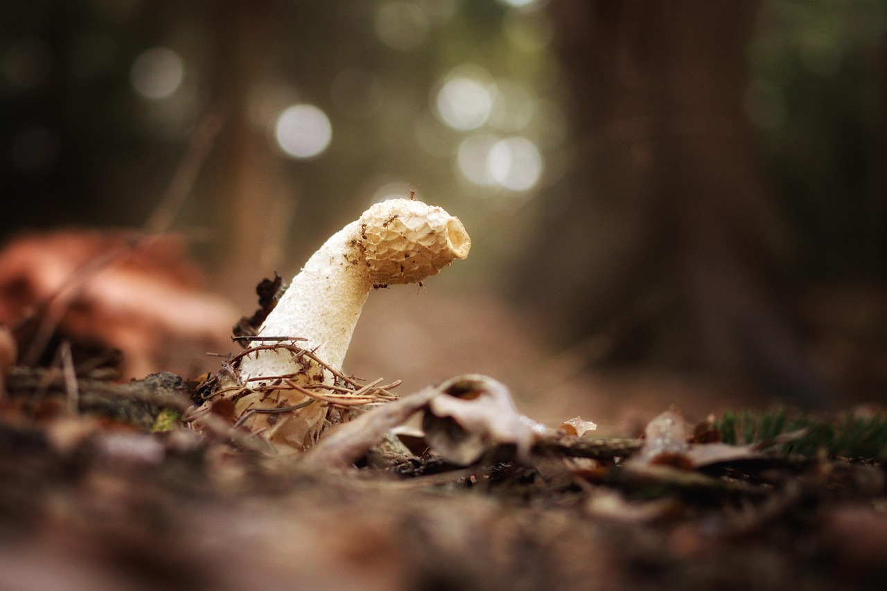 découvrez tout sur la morille, un champignon prisé pour sa saveur unique et bienfaîte. apprenez à l'identifier, à la cuisiner et à profiter de ses bienfaits pour la santé.