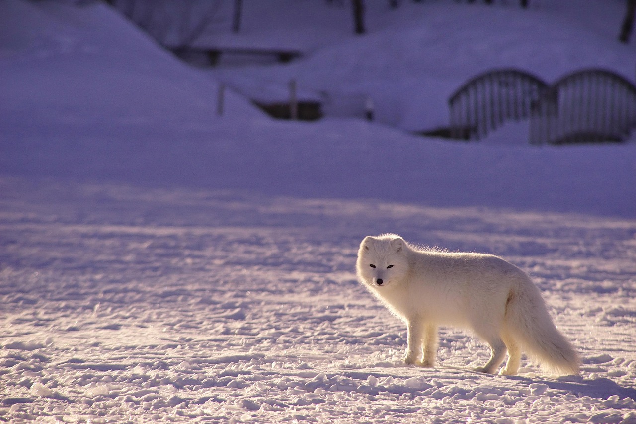 découvrez l'arctique, une région polaire unique abritant une faune spectaculaire, des paysages glacés majestueux et des phénomènes naturels fascinants.