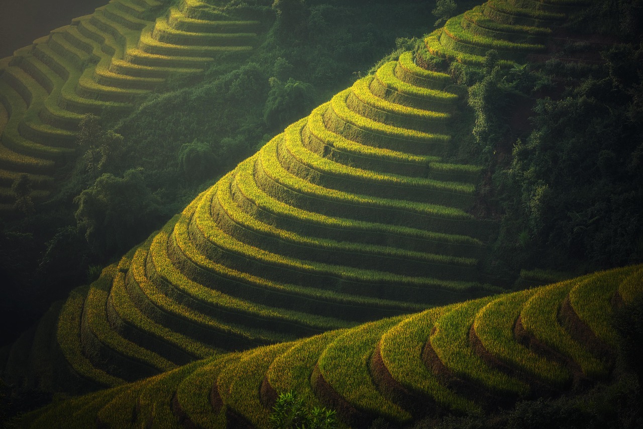 découvrez les meilleures pratiques pour une culture du riz durable : techniques écologiques, préservation de l’eau et amélioration des rendements tout en respectant l’environnement.