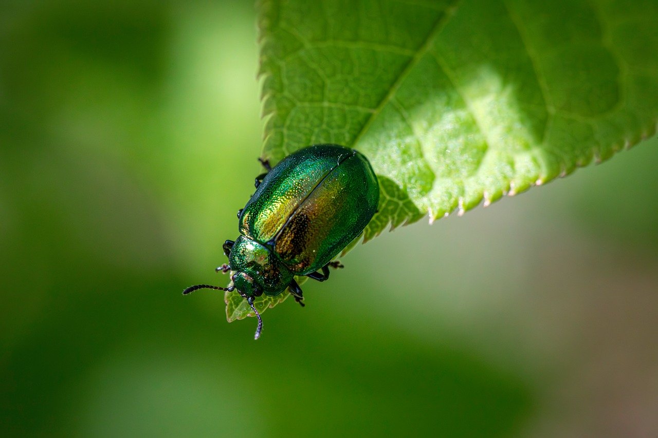découvrez les enjeux et les stratégies de la restauration écologique, un processus essentiel pour rétablir l'équilibre des écosystèmes et préserver la biodiversité. apprenez comment ces pratiques innovantes contribuent à la durabilité de notre environnement.