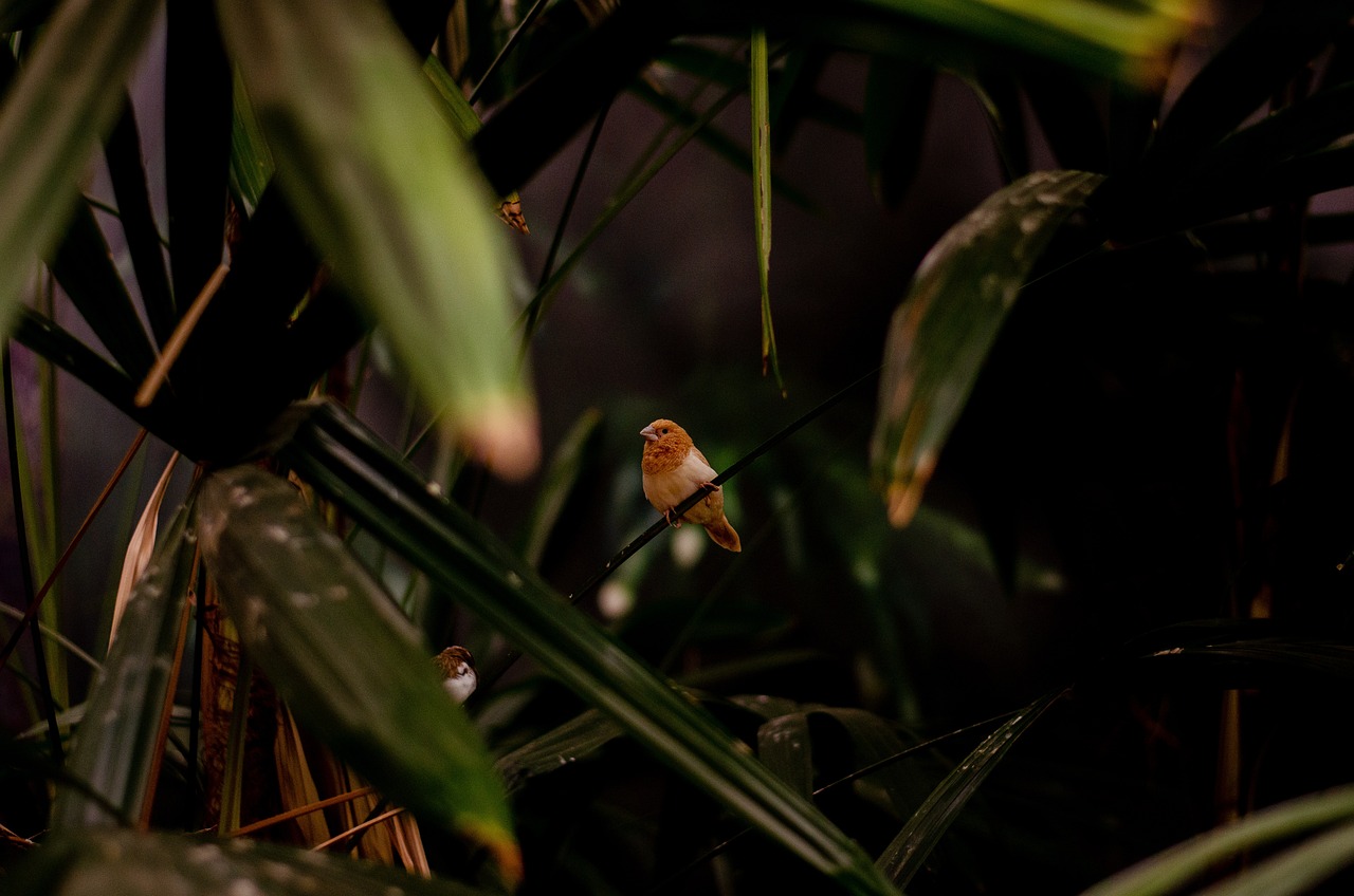 découvrez les solutions innovantes pour la protection de l'habitat, préservant à la fois la biodiversité et l'environnement. engagez-vous pour un avenir durable et sécurisez les écosystèmes qui nous entourent.