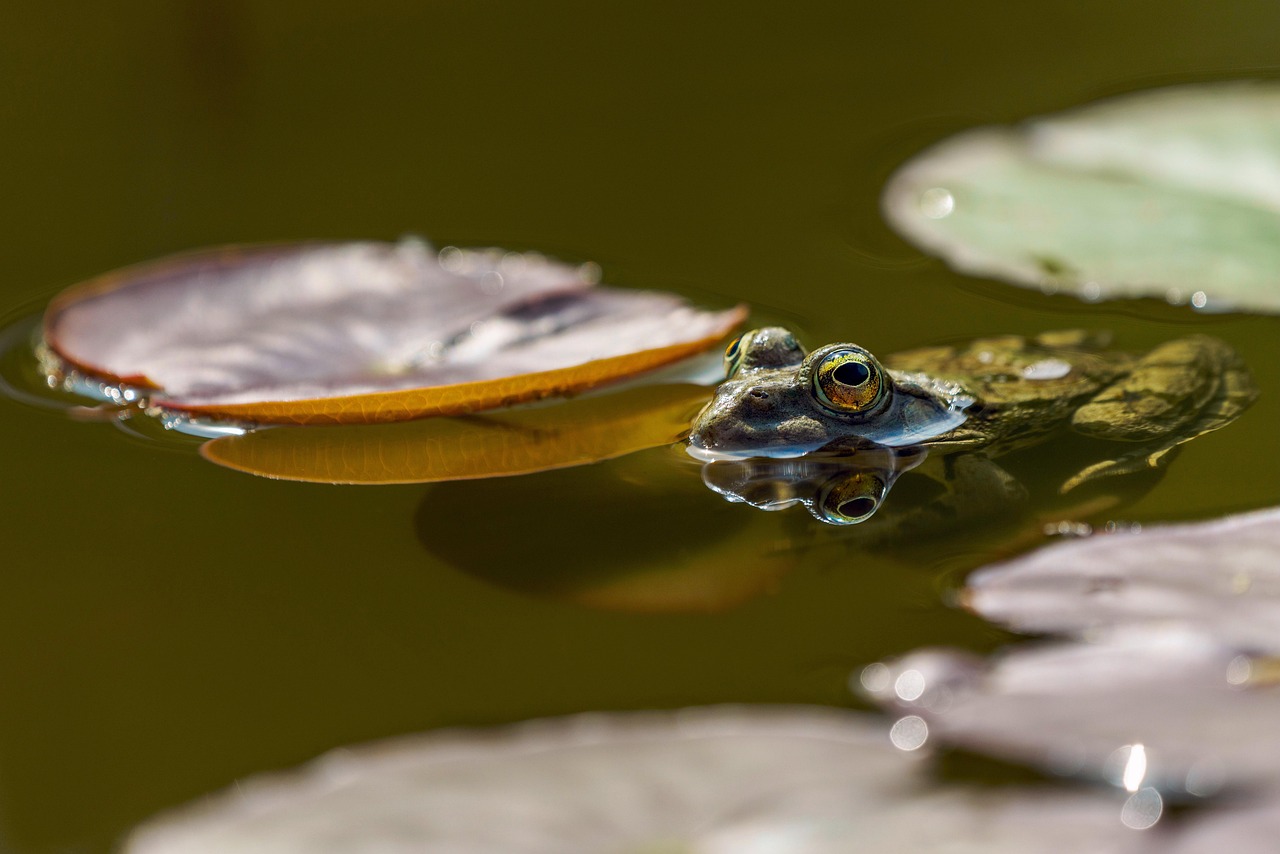 découvrez tout sur l'eau : ses propriétés, son importance vitale, ses usages quotidiens et son impact sur notre planète.