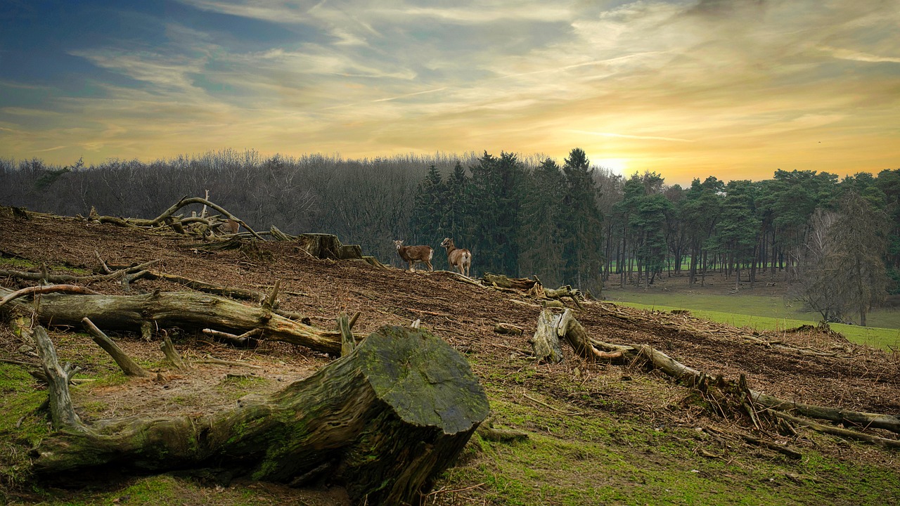 découvrez les enjeux critiques de la déforestation, ses impacts environnementaux et sociaux, ainsi que les solutions durables pour préserver nos forêts et la biodiversité.