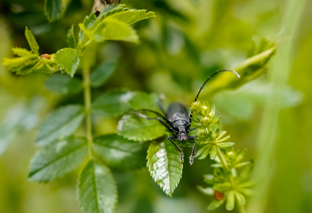 découvrez l'écologie, science essentielle qui étudie les interactions entre les êtres vivants et leur environnement. explorez les enjeux environnementaux, la biodiversité et les solutions durables pour préserver notre planète. rejoignez-nous dans la protection de notre écosystème !