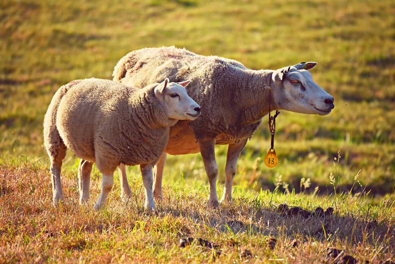 découvrez tout sur le bétail : les différentes espèces, leur élevage, les meilleures pratiques de soins et d'alimentation, ainsi que les tendances actuelles du marché de l'élevage. informez-vous sur les enjeux économiques et environnementaux liés à l'industrie de la viande et de produits laitiers.