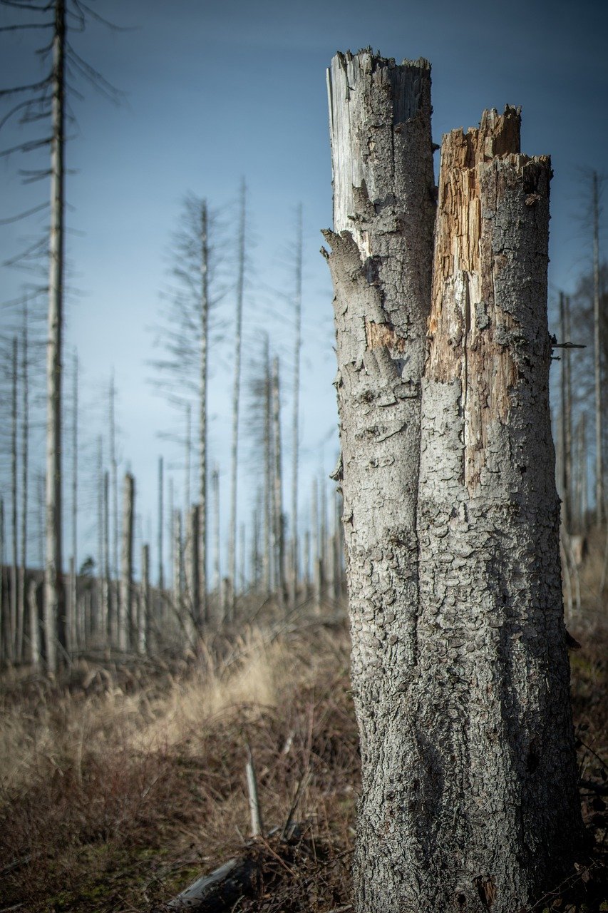découvrez les enjeux de la cop30 sur le climat, la conservation de la biodiversité au brésil et les actions internationales pour un avenir durable.