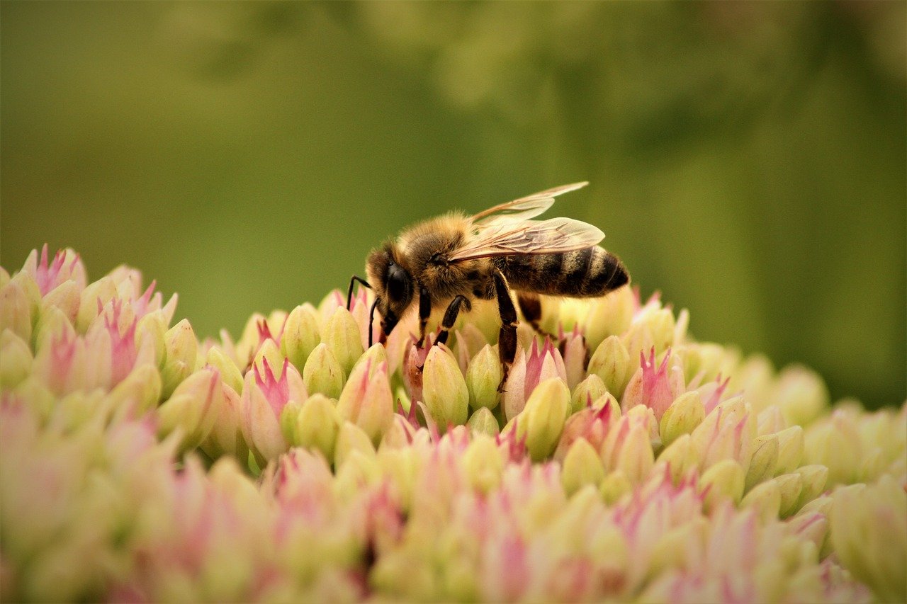 découvrez l'importance de la biodiversité, ses enjeux pour l'environnement, et comment protéger la richesse des écosystèmes. explorez des solutions durables pour préserver la faune et la flore.