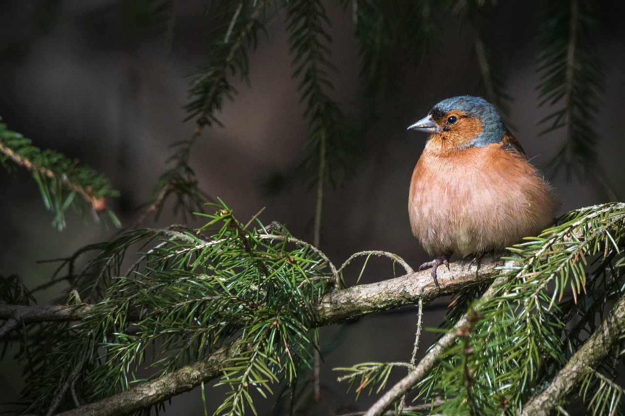 découvrez l'importance de la conservation durable pour préserver notre planète. apprenez comment des pratiques respectueuses de l'environnement protègent la biodiversité tout en soutenant le développement durable.