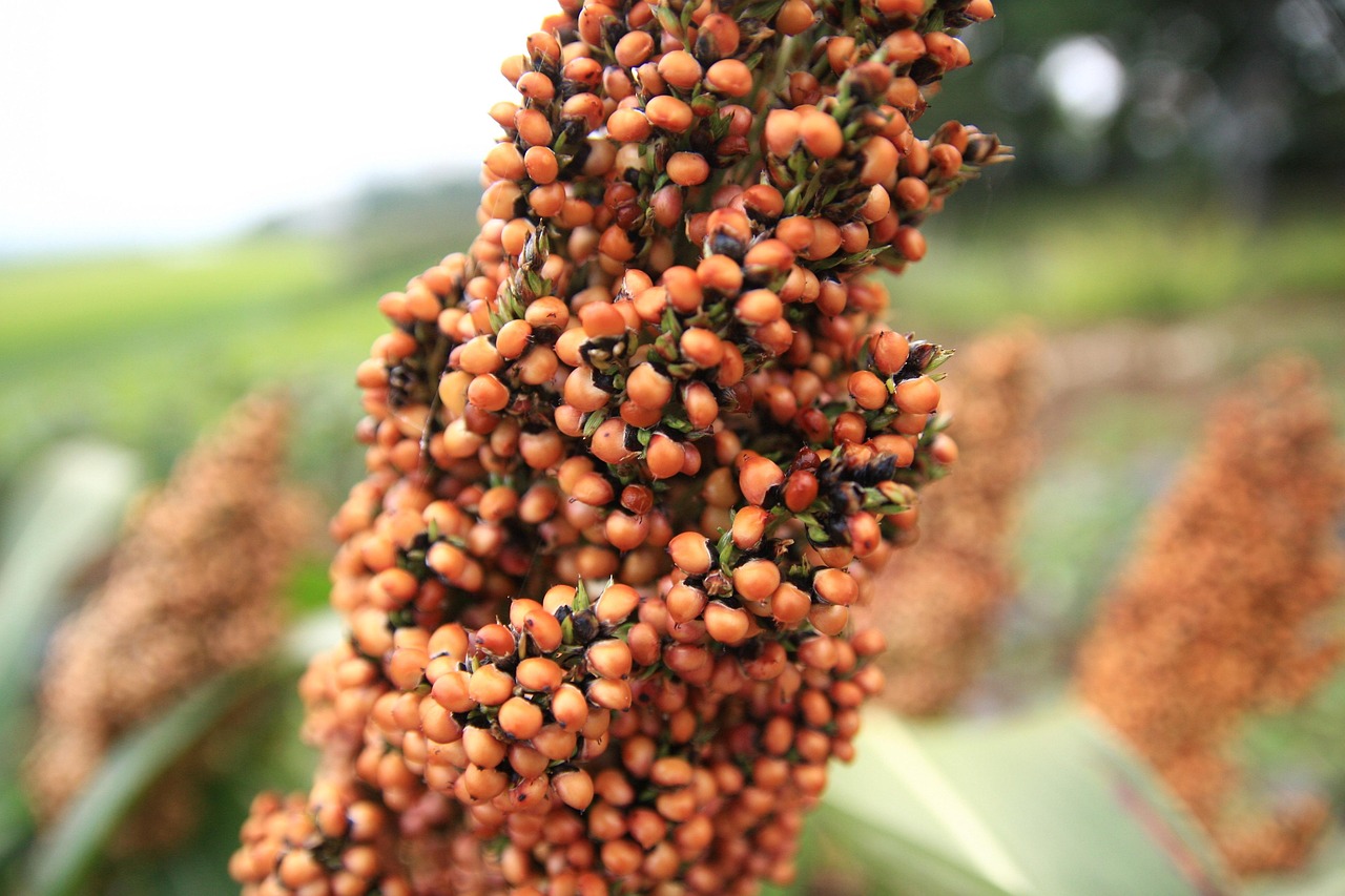 découvrez le sorgho, une plante céréalière aux multiples bienfaits, riche en nutriments et idéale pour divers régimes alimentaires. apprenez-en plus sur ses utilisations en cuisine, ses atouts pour la santé et son impact environnemental.