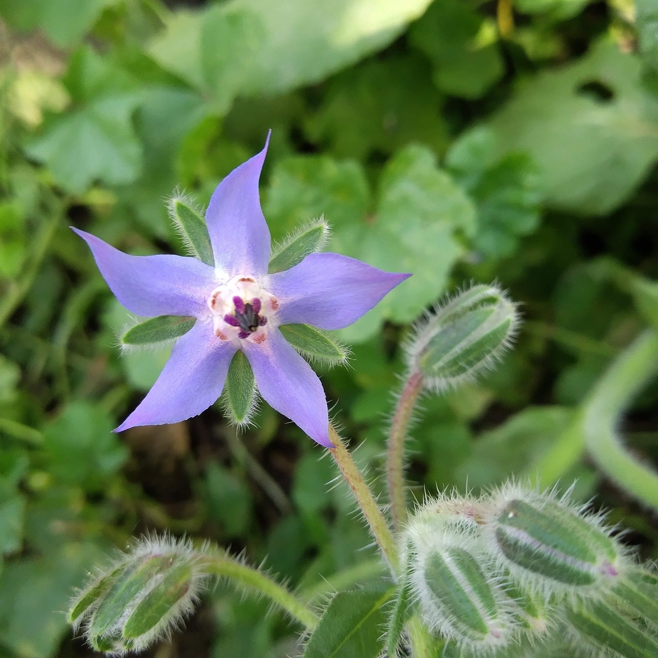 découvrez le jardin mandala en permaculture : un aménagement circulaire écologique et esthétique, favorisant la biodiversité et la productivité durable.