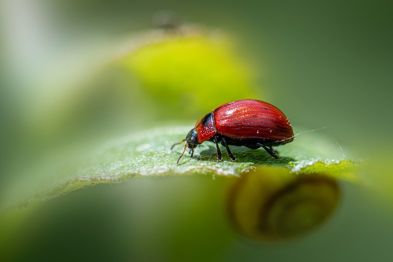 découvrez l'écologie, la science qui étudie les interactions entre les êtres vivants et leur environnement. apprenez-en plus sur la préservation de la nature, les écosystèmes et les gestes pour un avenir durable.