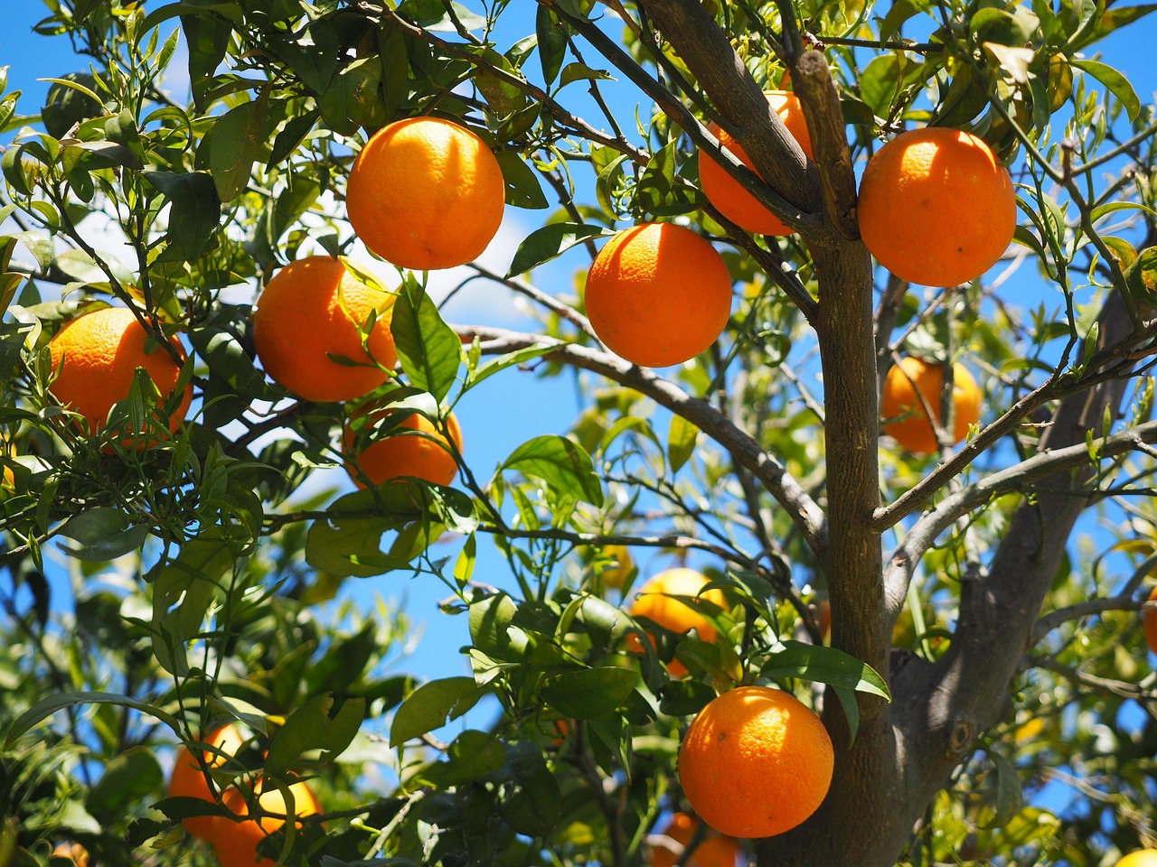 découvrez nos produits biologiques frais et naturels, cultivés sans pesticides pour une alimentation saine et respectueuse de l'environnement.