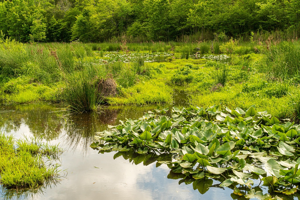 découvrez l'importance de la conservation de l'eau et des astuces pratiques pour réduire votre consommation quotidienne. engagez-vous pour un avenir durable en préservant cette ressource précieuse.