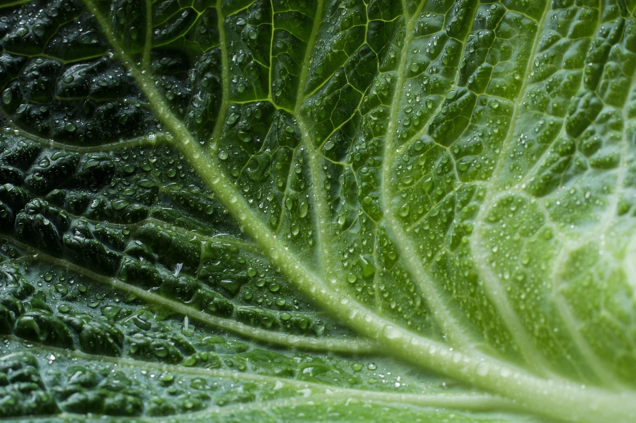 découvrez des éco-stratégies innovantes pour un avenir durable. apprenez à intégrer la durabilité dans vos projets, améliorant ainsi l'efficacité et réduisant l'empreinte écologique. rejoignez le mouvement vers un monde plus vert!