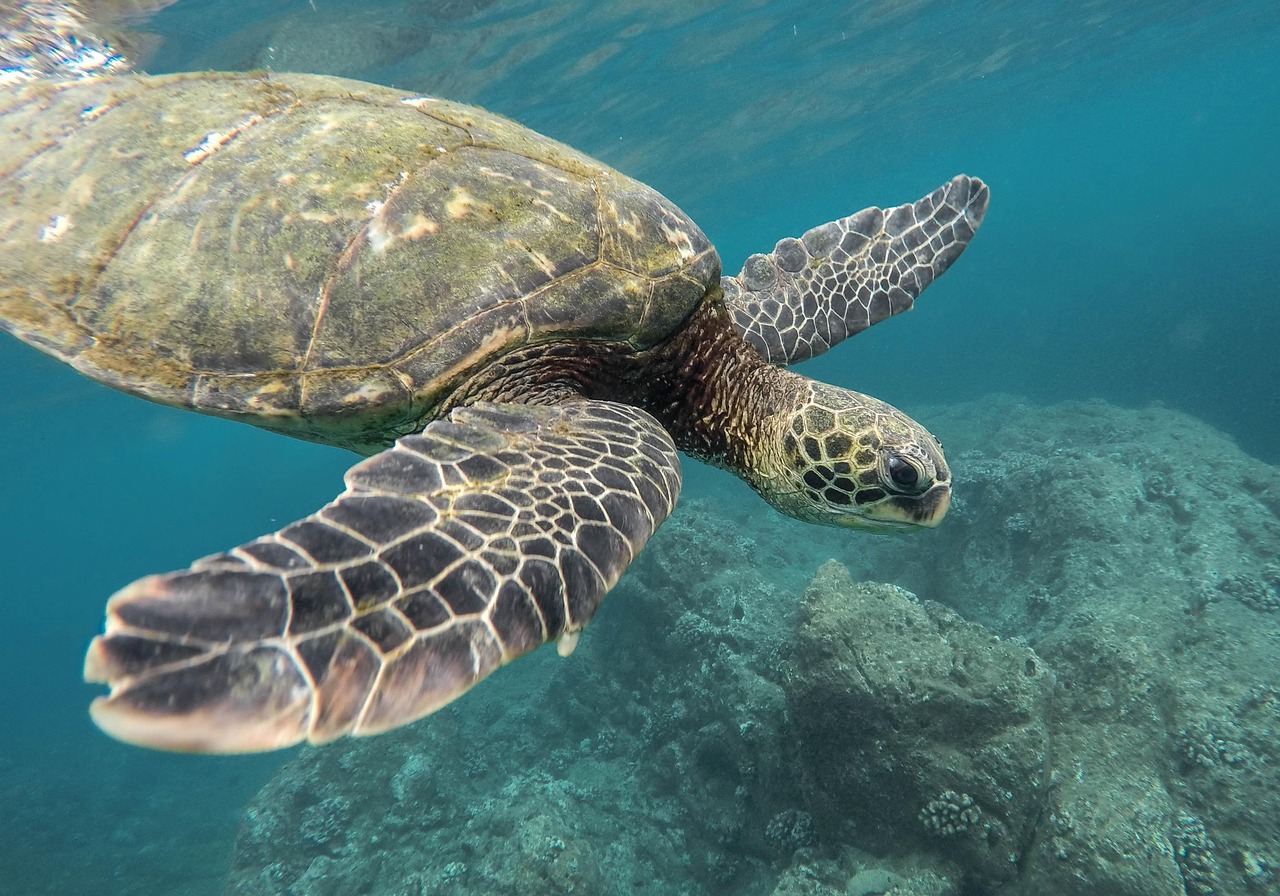 découvrez la résilience des coraux face aux changements environnementaux et l'importance de leur préservation pour les écosystèmes marins.