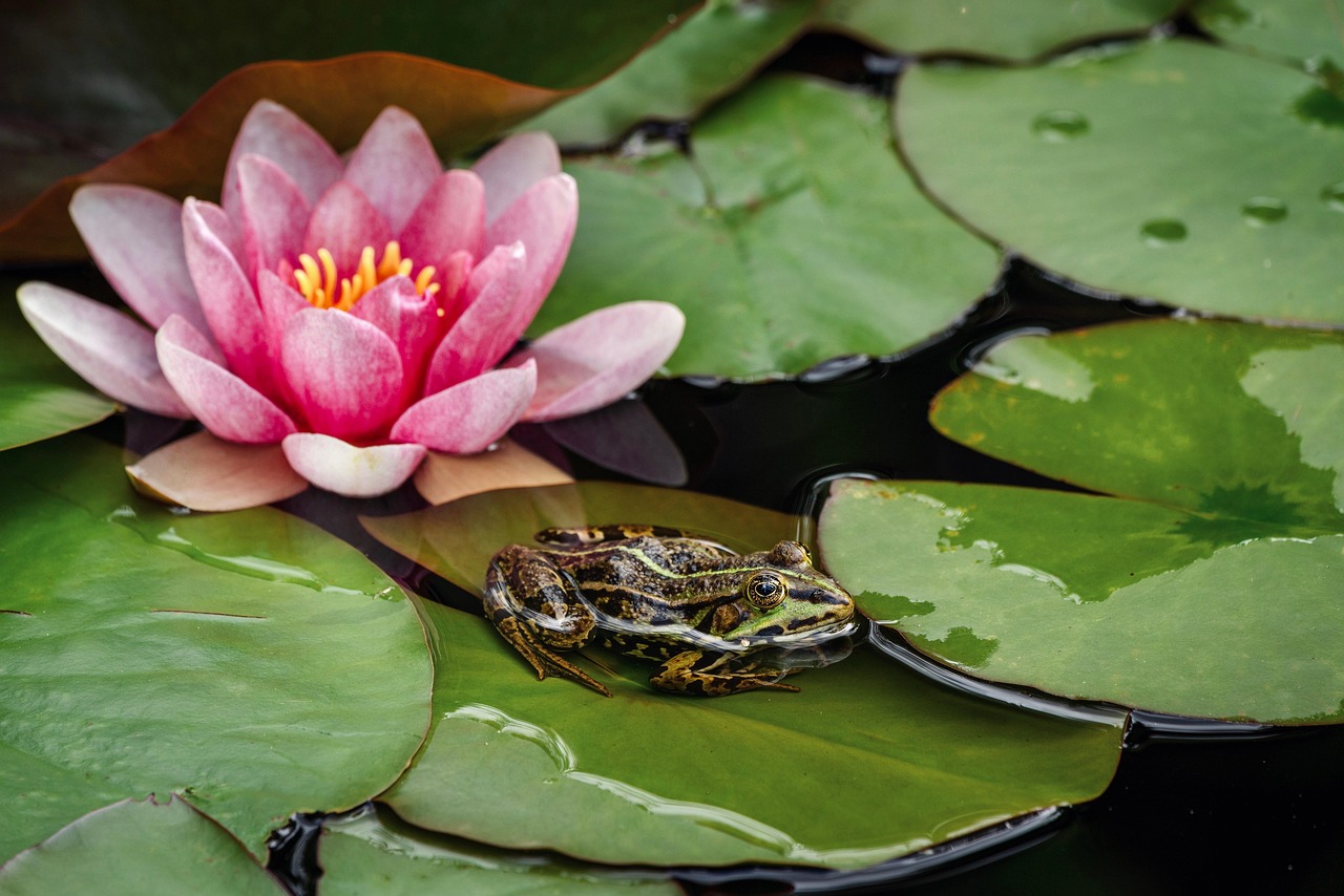 découvrez les zones humides, des écosystèmes riches en biodiversité, essentielles pour la régulation de l'eau et la lutte contre le changement climatique. explorez leur importance et les efforts de conservation.