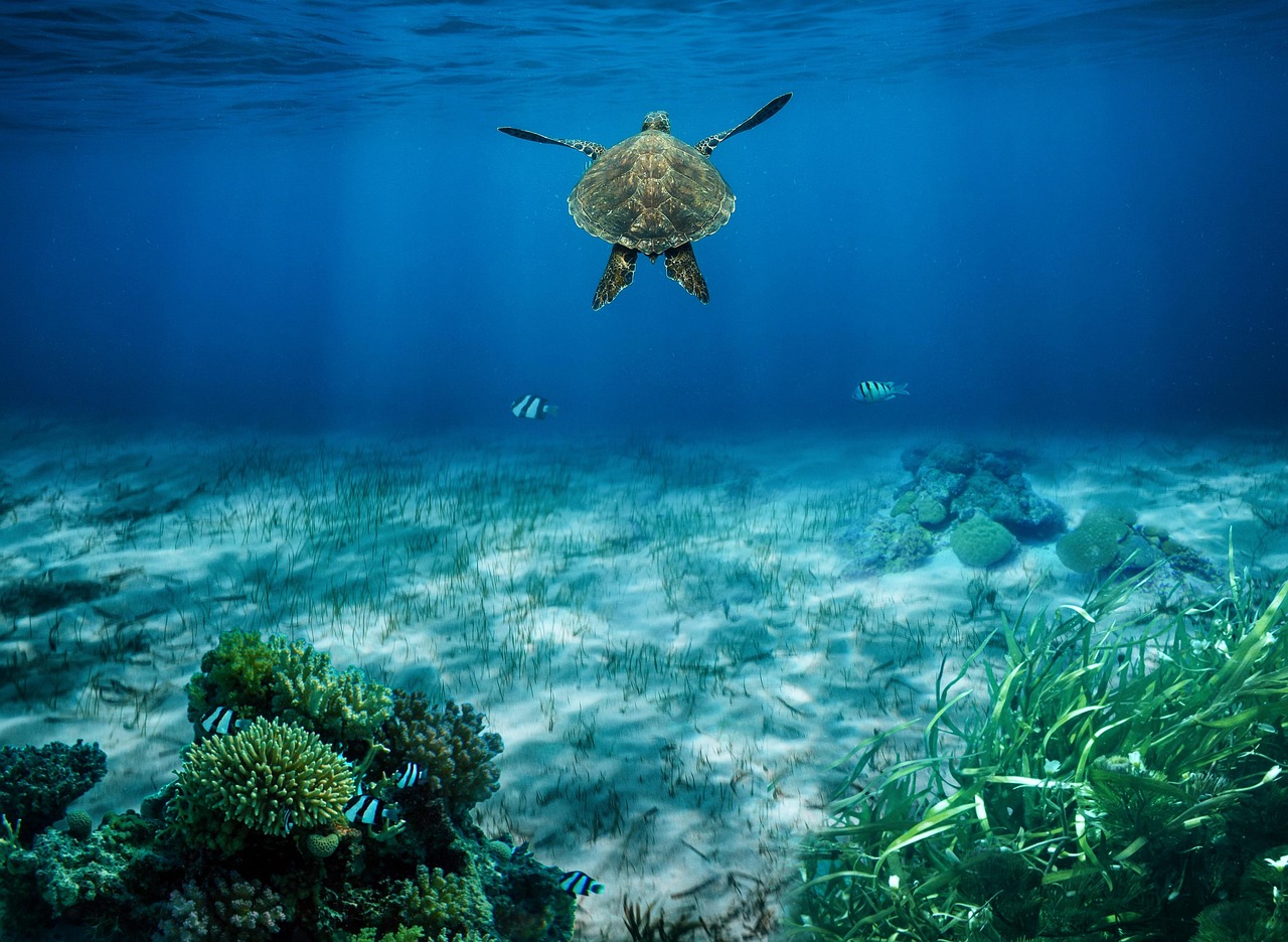 découvrez l'importance de la conservation marine pour préserver nos océans et leur biodiversité. engagez-vous pour une planète saine et apprenez des solutions durables pour protéger les écosystèmes marins.