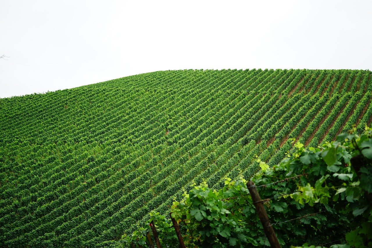 découvrez les pratiques de viticulture durable visant à protéger l'environnement tout en produisant des vins de qualité, en respectant la biodiversité et en favorisant une gestion responsable des ressources.