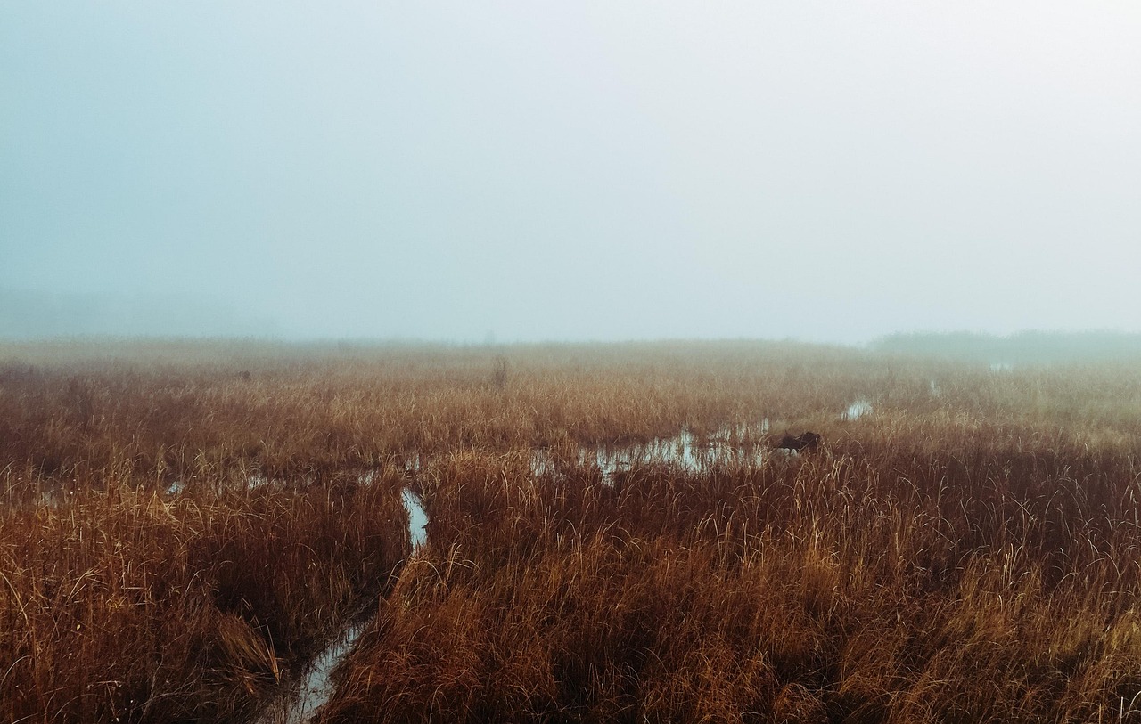 analyse des impacts du retrait des états-unis sur le climat et la biodiversité à l'échelle mondiale.