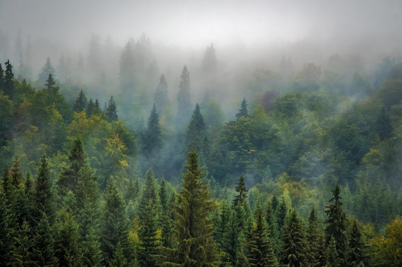 découvrez la beauté et l'importance des forêts, poumons verts de notre planète, indispensables à la biodiversité et au climat.