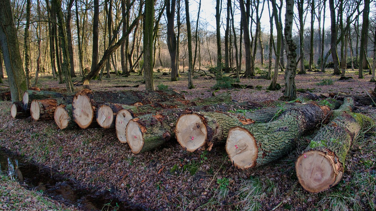 la déforestation : causes, conséquences et solutions pour préserver nos forêts et lutter contre le changement climatique.