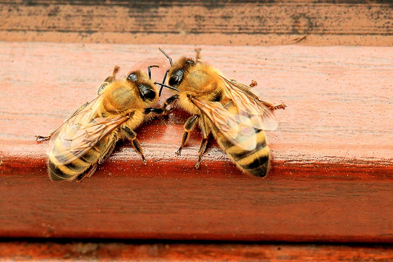 découvrez tout sur les abeilles : leur rôle essentiel dans la pollinisation, leur habitat, et comment les protéger pour préserver notre écosystème.