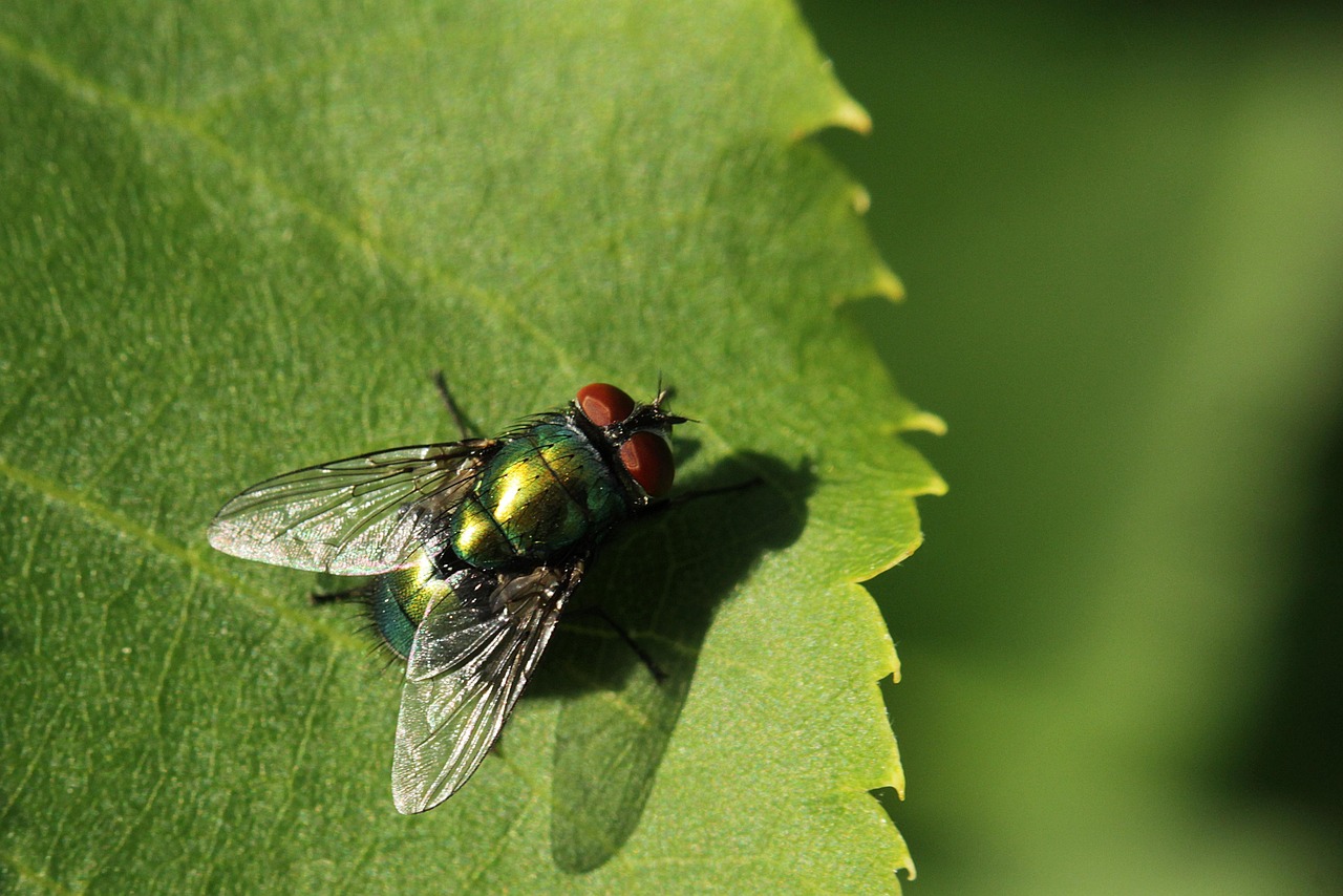 découvrez comment les organismes s'adaptent à la vie en montagne, en surmontant les défis des altitudes élevées, du climat rigoureux et de la biodiversité unique. explorez les mécanismes fascinants de l'adaptation à cet environnement exceptionnel.