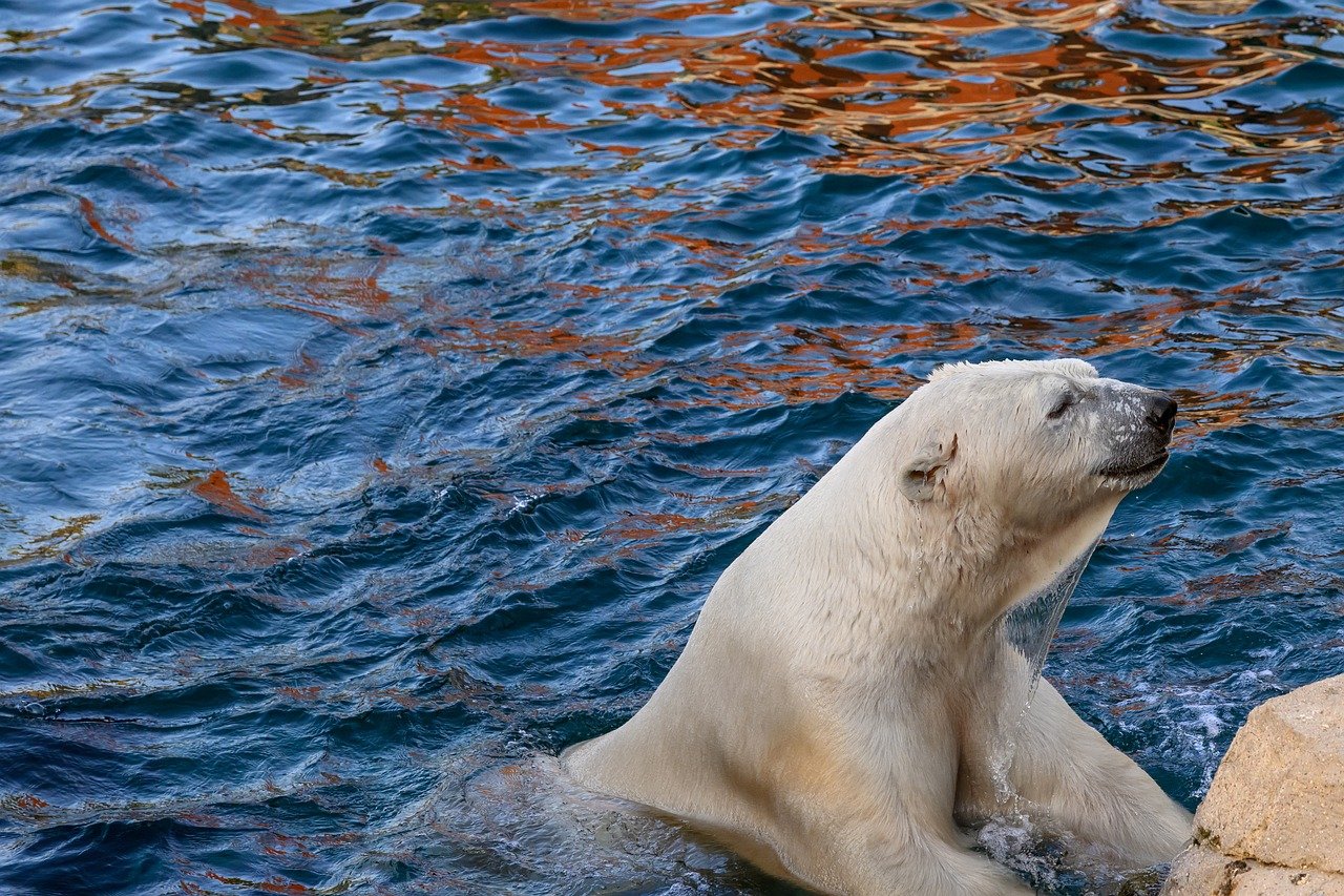 découvrez les enjeux de la cop30 sur le climat, la conservation de la biodiversité et le rôle crucial du brésil dans la protection de l'environnement mondial.