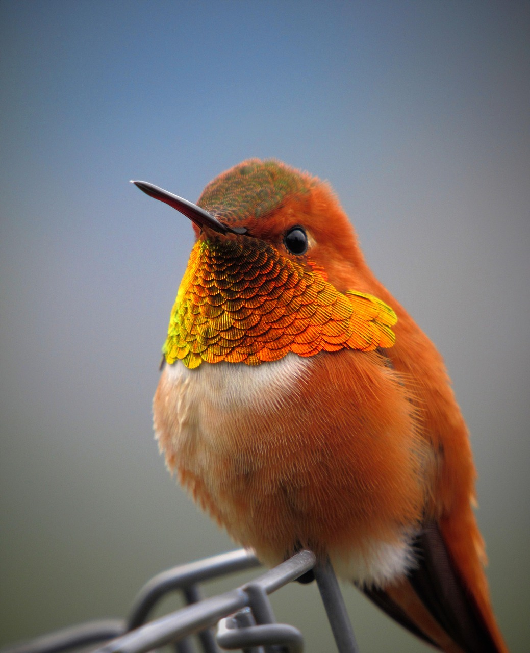 découvrez l'écologie : principes fondamentaux, impact de l'homme sur la nature, solutions pour protéger la biodiversité et préserver notre planète au quotidien.