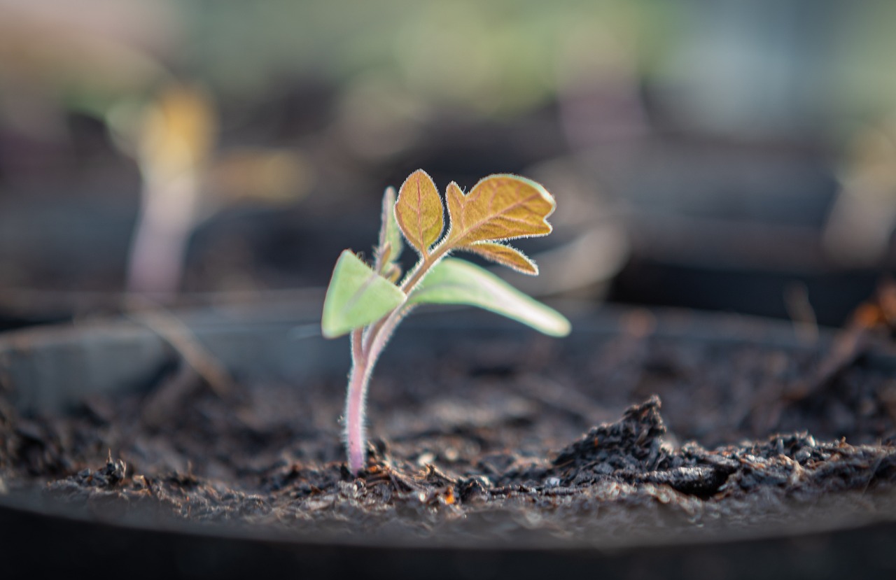 découvrez la méthode idéale pour planter des tomates avec succès, incluant les conseils de préparation du sol, le choix des variétés, et les techniques de plantation pour un jardin productif.