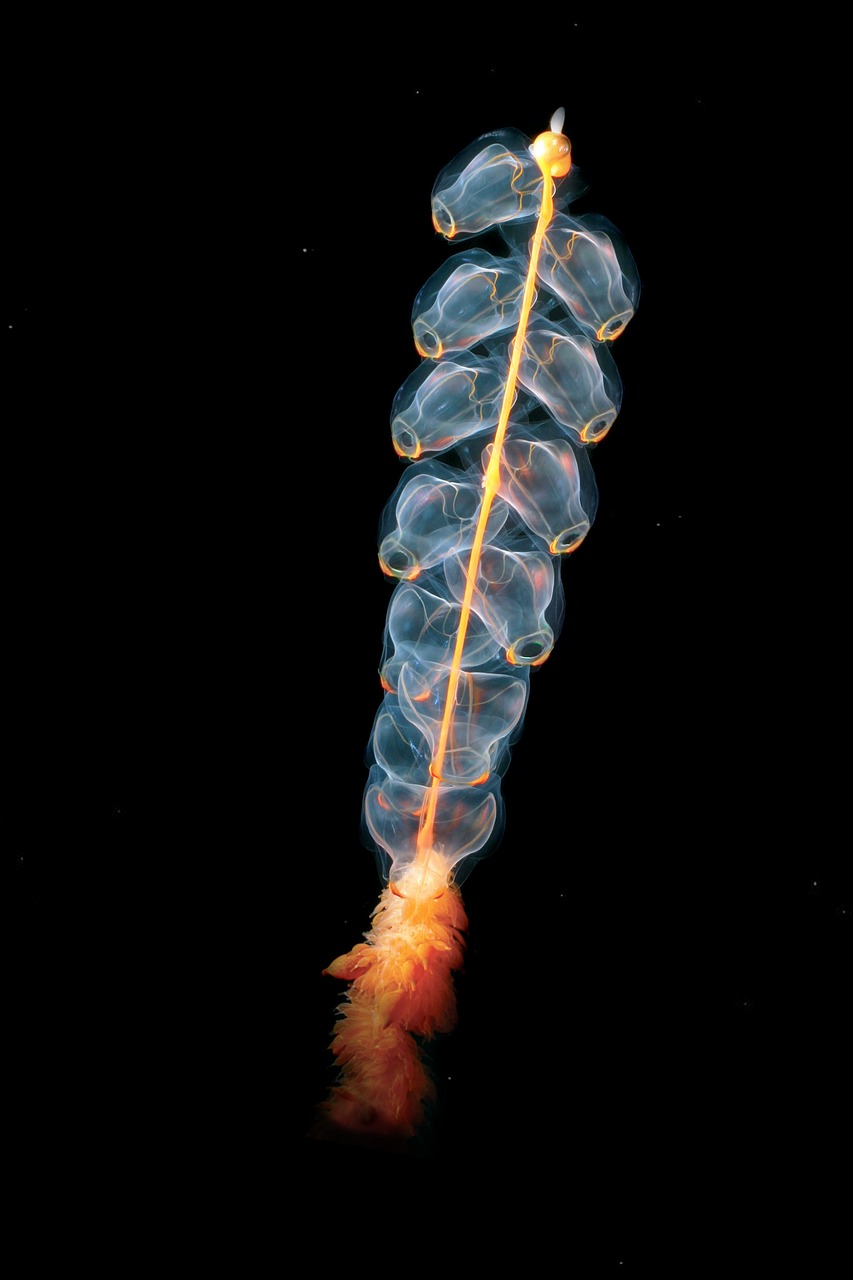 découvrez les initiatives et les actions engagées pour la conservation des océans et de la biodiversité marine. rejoignez le mouvement pour protéger notre patrimoine aquatique et assurer un avenir durable pour les générations futures.