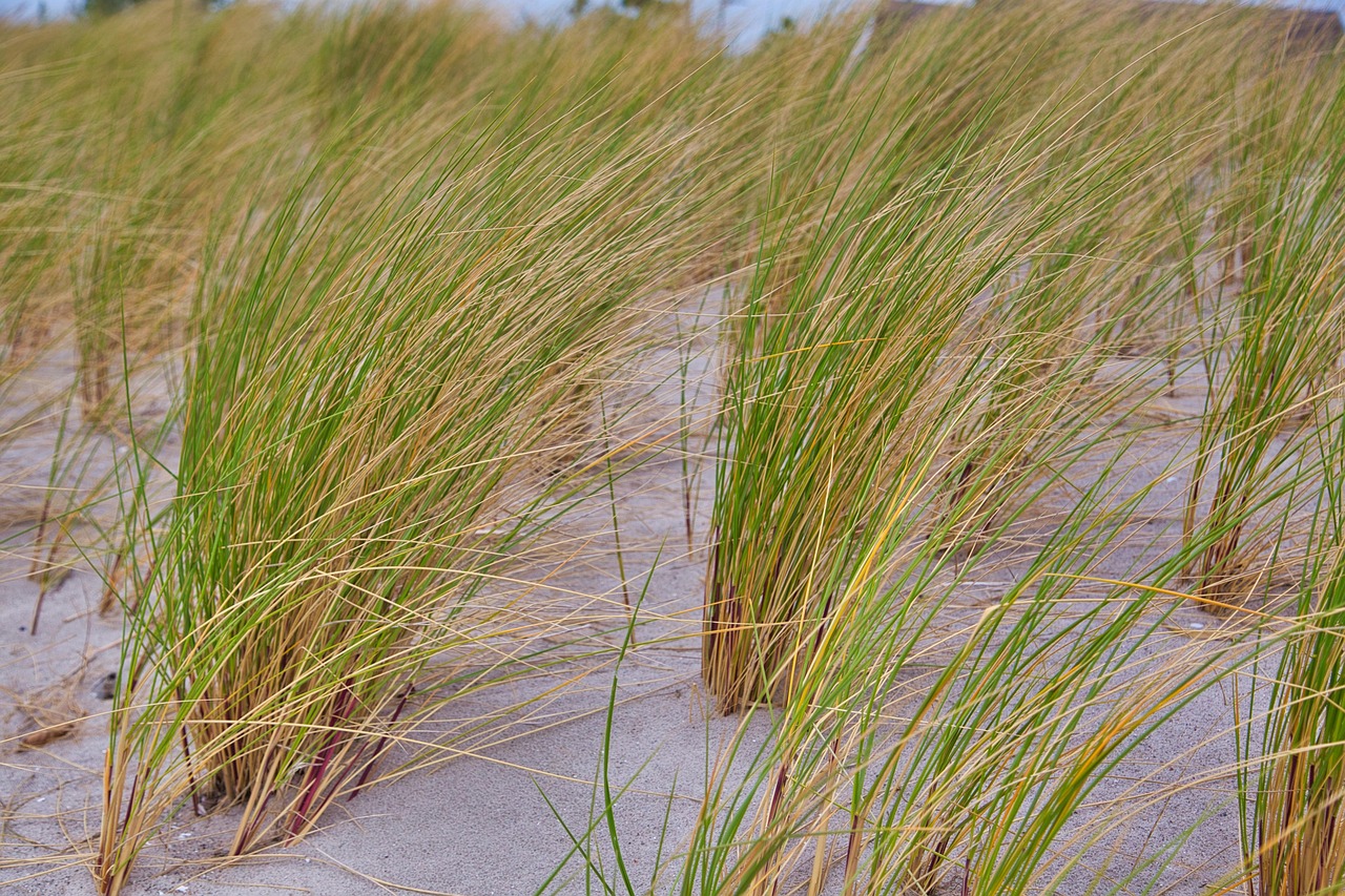 découvrez l'impact du changement climatique sur les zones côtières et les mesures pour protéger ces environnements fragiles face à l'élévation du niveau de la mer et aux phénomènes météorologiques extrêmes.