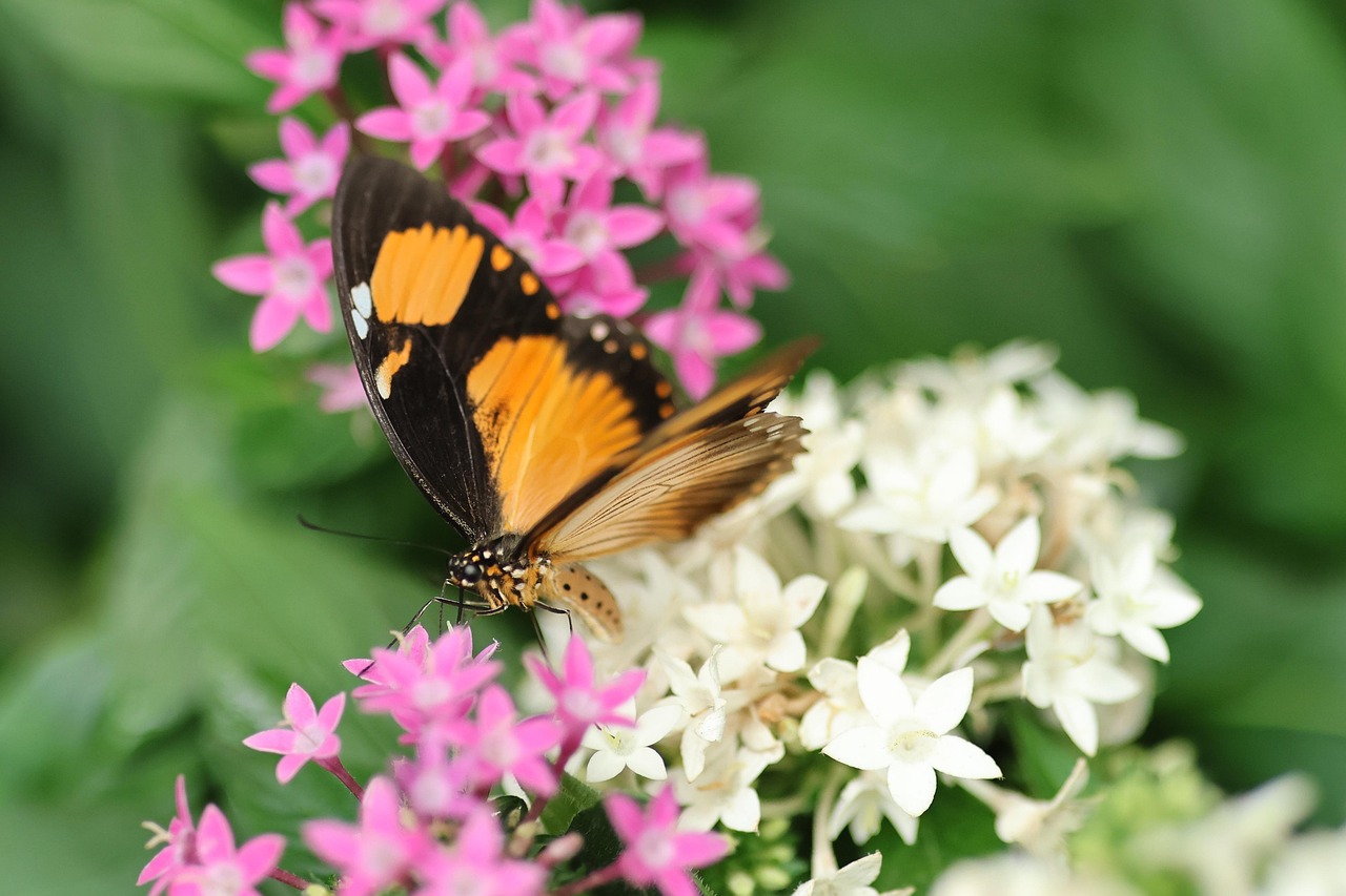 découvrez la richesse de la biodiversité, un trésor naturel essentiel à l'équilibre de notre écosystème. apprenez l'importance des espèces, la conservation des habitats et les actions à entreprendre pour protéger notre planète.