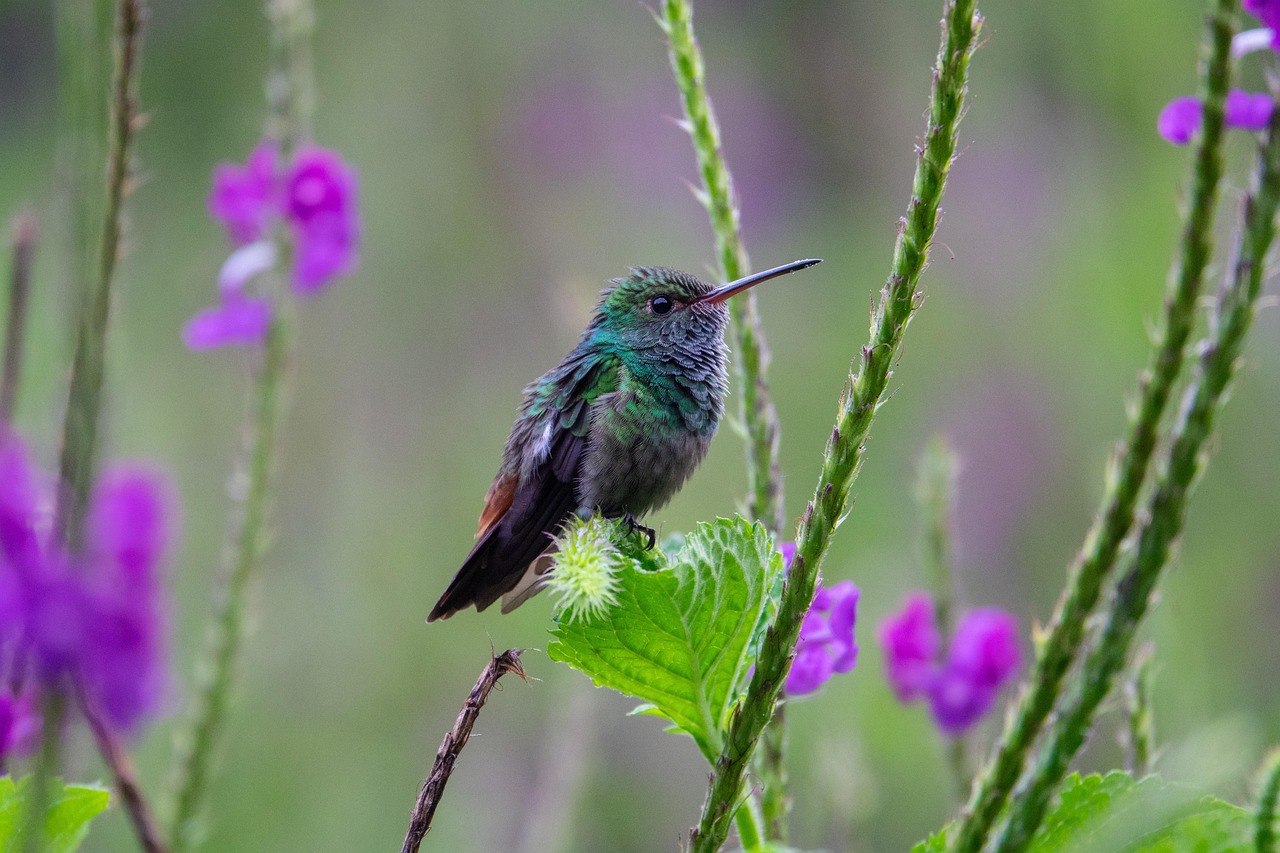 découvrez la richesse de la biodiversité, un enjeu clé pour notre planète. explorez les différentes espèces, leurs habitats et les actions à entreprendre pour protéger notre écosystème fragile. informez-vous sur l'importance de la diversité biologique pour l'équilibre de la nature et la survie des générations futures.