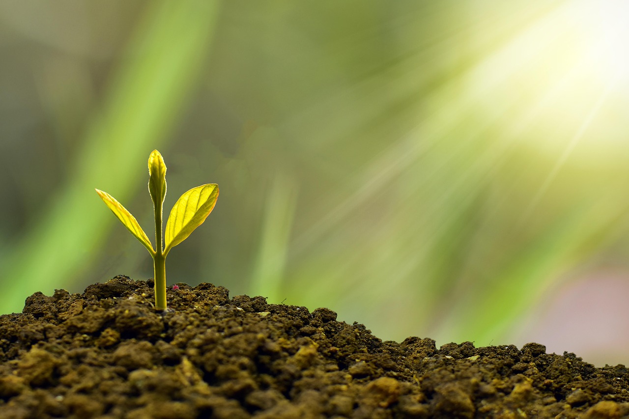 découvrez l'importance de la durabilité et des initiatives responsables pour protéger l'environnement, favoriser le développement durable et construire un avenir plus vert pour les générations futures.