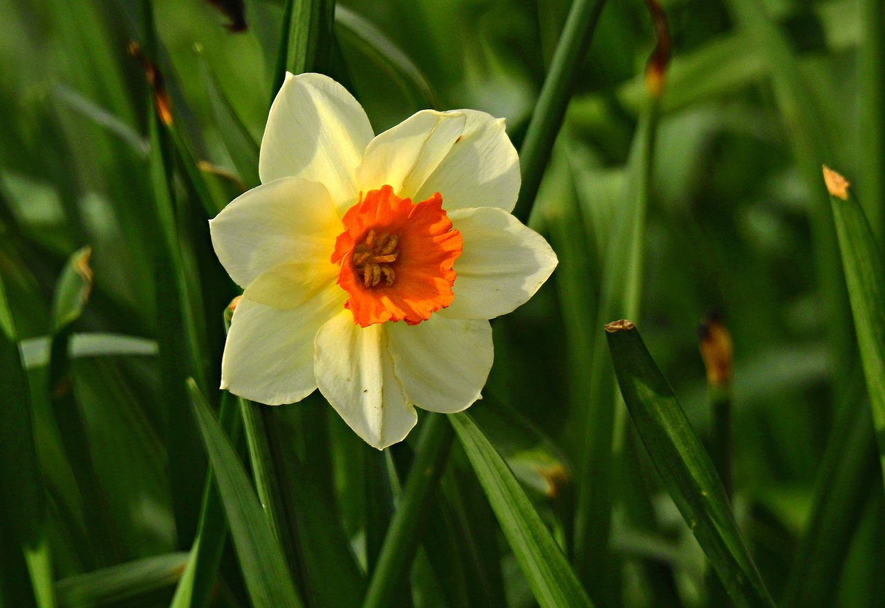 découvrez les jacinthes précoces, ces fleurs éclatantes qui annoncent le printemps avec leurs couleurs vives et leur parfum délicat.