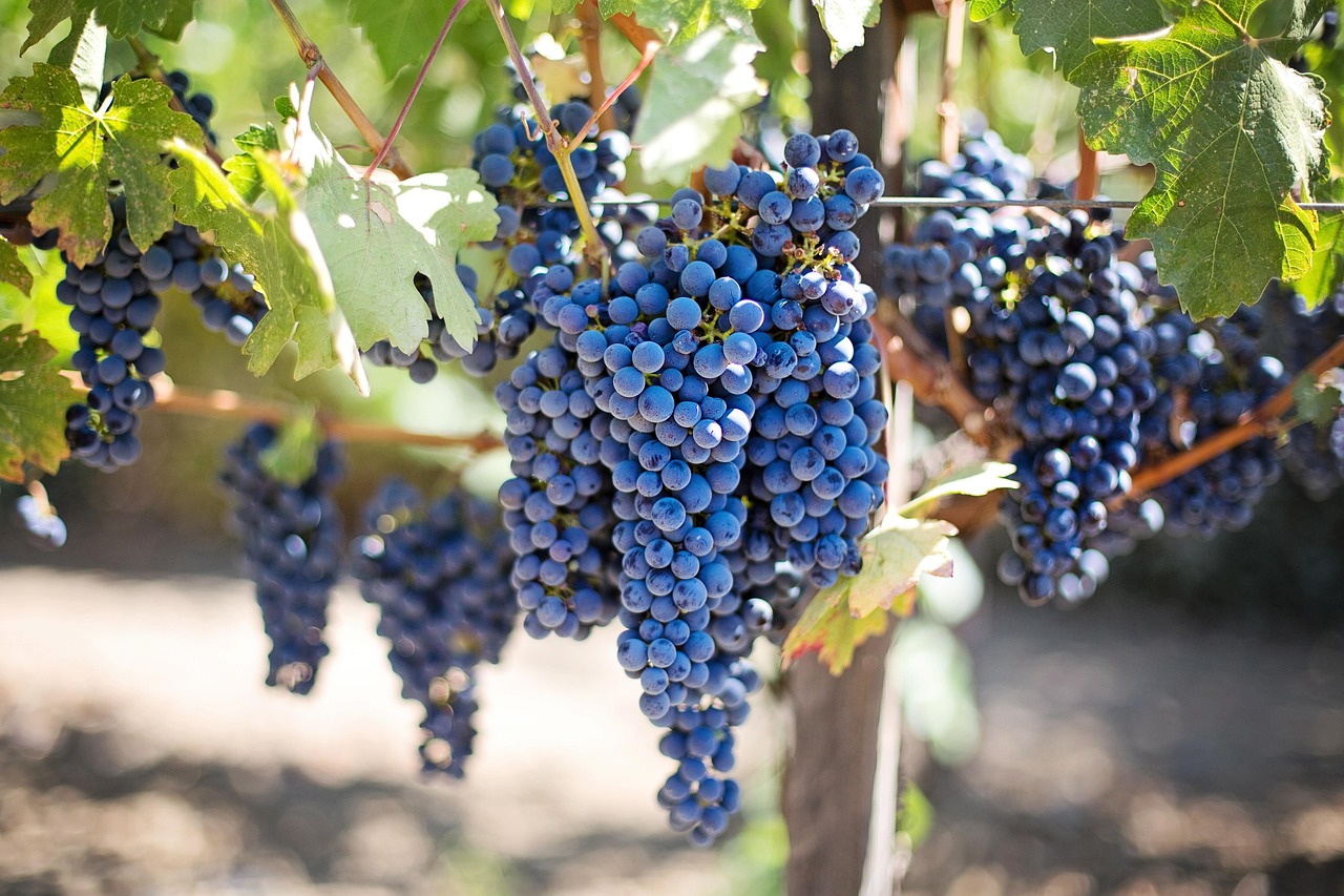 découvrez les pratiques de viticulture durable qui préservent l'environnement tout en améliorant la qualité des vins, pour un avenir responsable et respectueux de la nature.